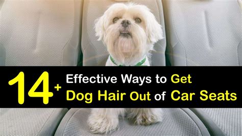 How to Remove Dog Hair from Car Upholstery: A Guide with Tips and Tricks